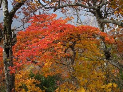 紅葉（古寺山近辺２）